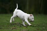 DOGUE ARGENTIN 303
